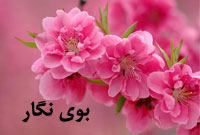 بوى نگار بوى نگار