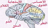  ذاکرة الجسد