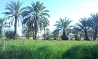 باروسما باروسما