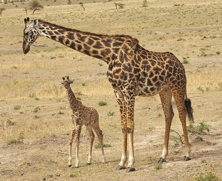  الحيوانات  عالم غريب