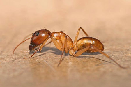  الحيوانات  عالم غريب