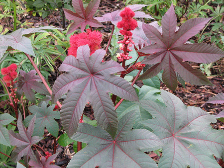  القدرة السحرية لزیت الخروع