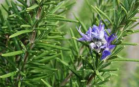  القدرة السحرية لزیت الخروع