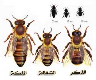  مملكة نحل العسل