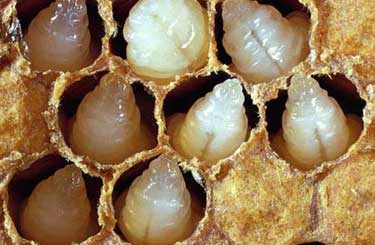  مملكة نحل العسل